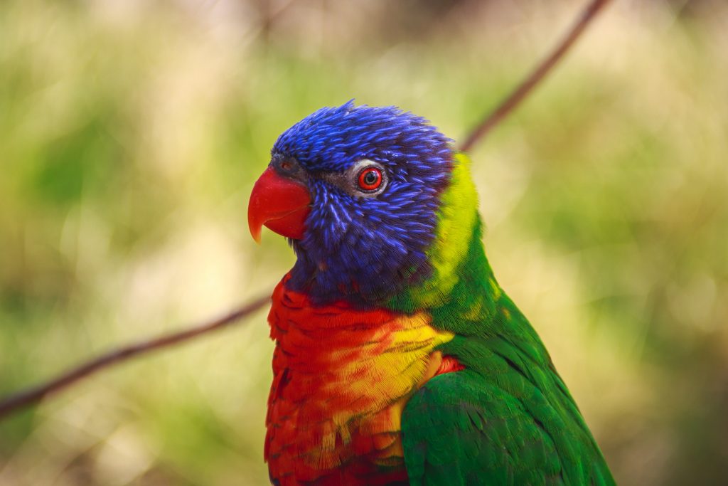 Blue, red and green parrot